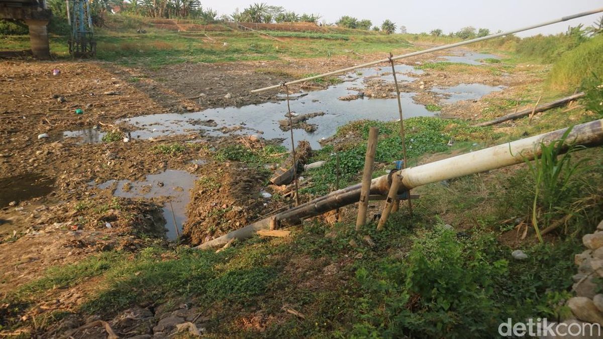 Sungai Silugonggo Asat, Ribuan Hektare Sawah di Pati Terancam Gagal Panen