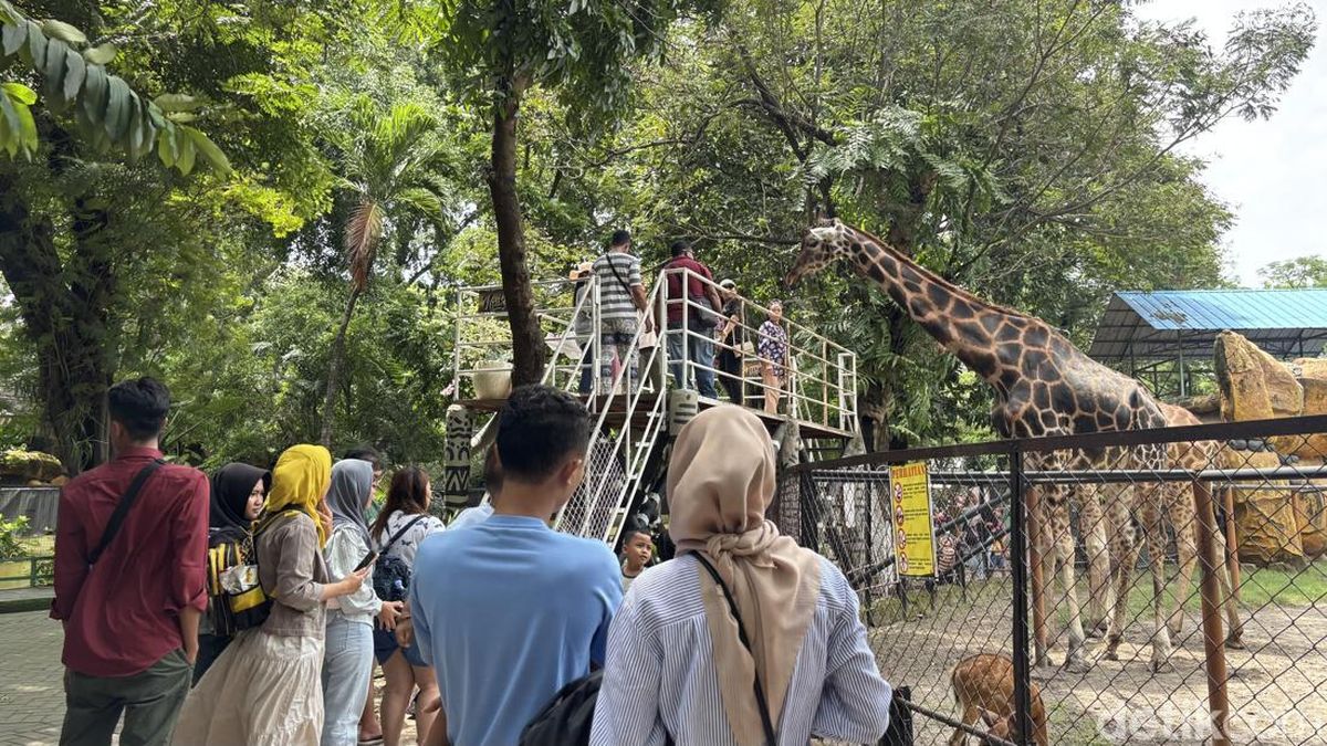 Tiket Masuk KBS Cuma Rp 11 Ribu Khusus Hari Jadi ke-110, Simak Tanggalnya