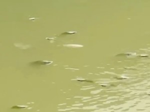 Viral Ikan-ikan Mabuk di Cisadane, Begini Penjelasan DLH Kota Tangerang