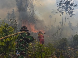 Video Anggota Komisi IV DPR Minta Karhutla Kalimantan Jadi Bencana Nasional