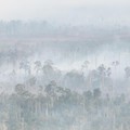 BPBD bersama tim gabungan berusaha memadamkan karhutla di Kabupaten Bulungan, Provinsi Kalimantan Utara, Selasa (18/8/2026). (Dok. BPBD Kabupaten Bulungan)