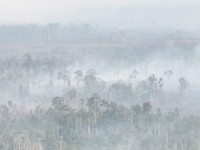 BPBD bersama tim gabungan berusaha memadamkan karhutla di Kabupaten Bulungan, Provinsi Kalimantan Utara, Selasa (18/8/2026). (Dok. BPBD Kabupaten Bulungan)