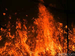 DLH Tarakan Ungkap Batu Bara Aktif Diduga Ikut Picu Karhutla