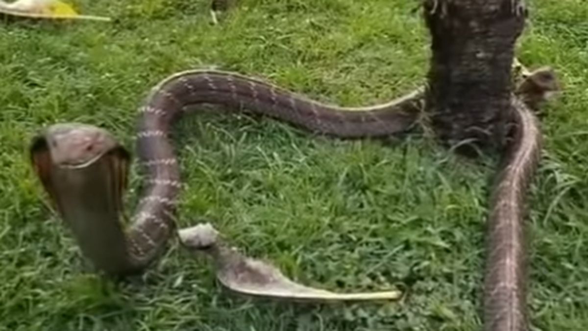 King Kobra Betina Gegerkan Penghuni Vila di Tabanan