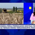 RI "Kecanduan" Impor Gandum Tapi Pasokan Terganggu Perang, RI Harus Apa?