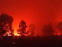Hutan Taman Nasional Way Kambas, Kabupaten Lampung Timur, Lampung, terbakar. (Dok. Istimewa)