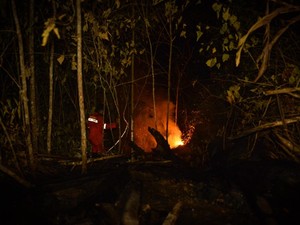 Aduh, Kebakaran Hutan di Berau Makin Dekat dengan Habitat Orang Utan