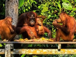 Si Paru-Paru Dunia Itu sedang Terluka dengan Cara Paling Menyakitkan