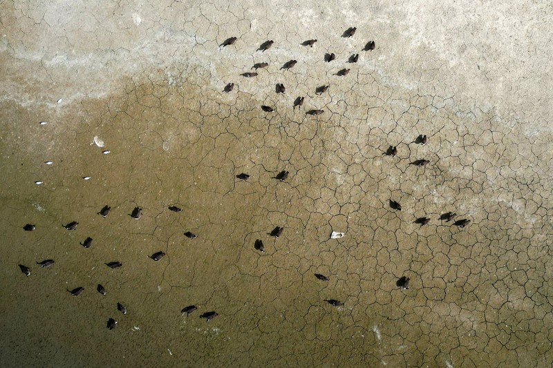 Penurunan permukaan air di Waduk Hanningfield dekat Chelmsford, Inggris, Sabtu (22/8/2026). (REUTERS/Hannah McKay)