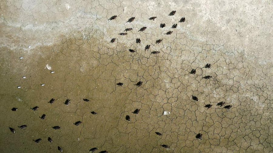 Penurunan permukaan air di Waduk Hanningfield dekat Chelmsford, Inggris, Sabtu (22/8/2026). (REUTERS/Hannah McKay)