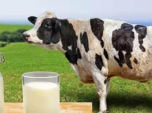 Kaya Nutrisi, Kenali 5 Khasiat Minum Susu Setiap Hari bagi Tubuh