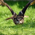 Burung hantu di perkebunan. (Dok. Pexels)