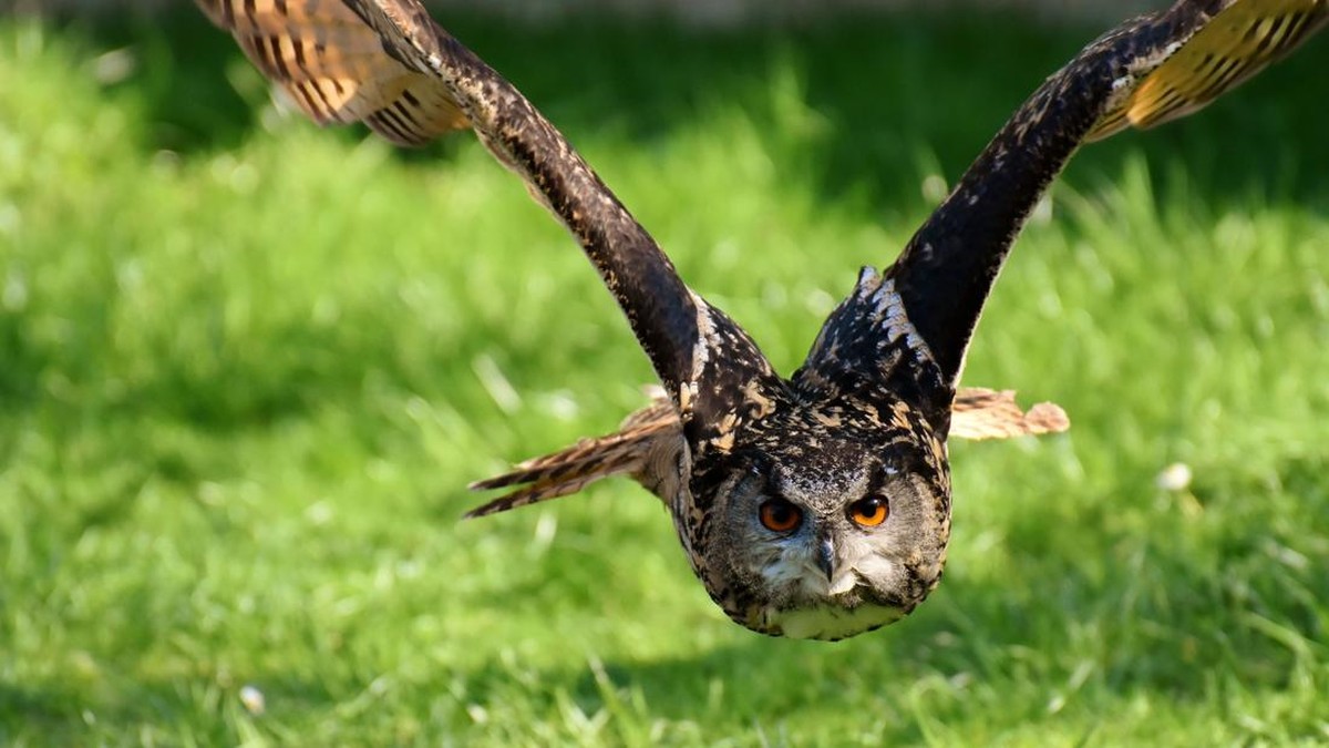 Saat Petani Terlelap, Ini Cara Burung Hantu Selamatkan Sawit - Sawah