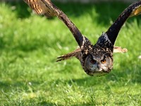 Burung hantu di perkebunan. (Dok. Pexels)