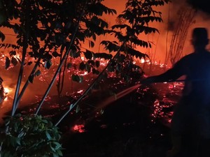 54,25 Hektare Terdampak Kebakaran Hutan dan Lahan di Trenggalek