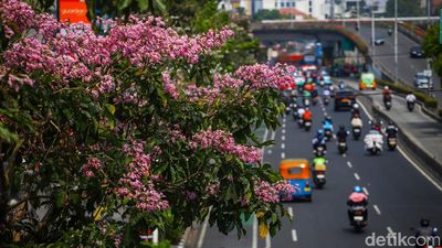 Tabebuya Mekar di Tengah Jakarta, Pemandangan Jalanan Jadi Makin Cantik