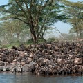 Wildebeest menyeberangi Sungai Mara saat migrasi tahunan. (Istimewa)