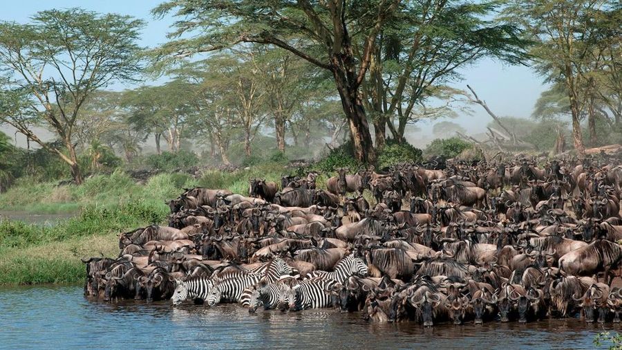Wildebeest menyeberangi Sungai Mara saat migrasi tahunan. (Istimewa)