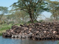 Wildebeest menyeberangi Sungai Mara saat migrasi tahunan. (Istimewa)