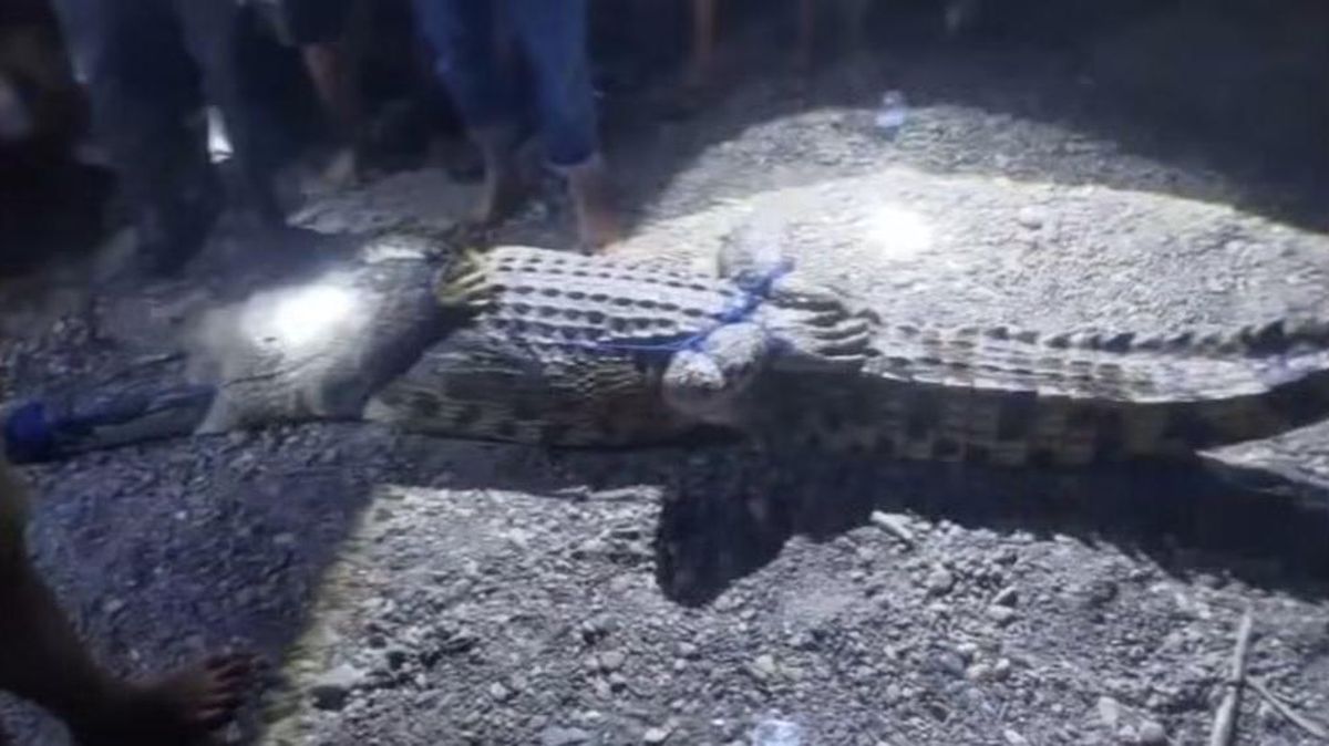 Serangan Buaya di Sungai Budong-budong Tewaskan 2 Bocah dalam Sepekan
