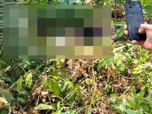 Pria Diduga Maling Sawit di Muba Tewas dengan Leher Putus, Pelaku Ditangkap