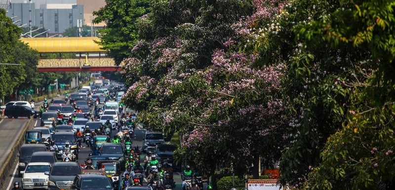 Sejumlah warga melintas diantara tanaman tabebuya yang bermekaran di Jakarta. (Detikcom/Pradita Utama)