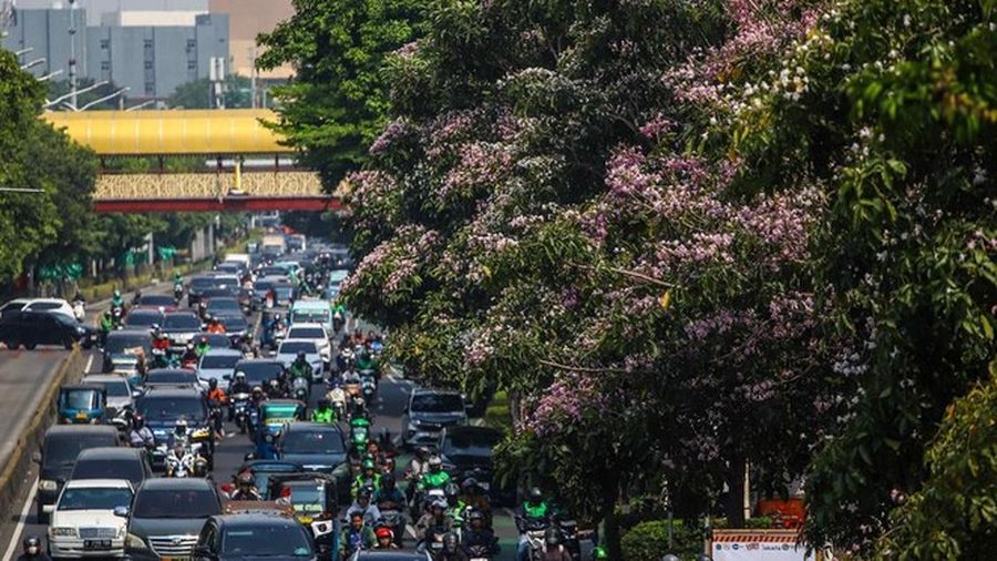 Sejumlah warga melintas diantara tanaman tabebuya yang bermekaran di Jakarta. (Detikcom/Pradita Utama)