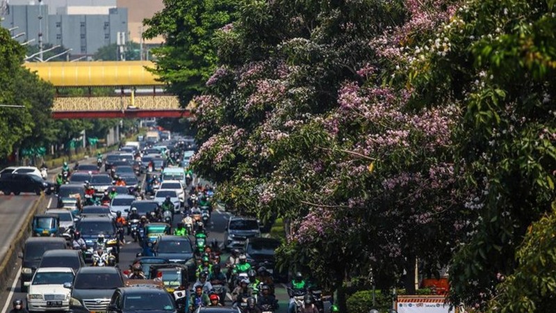 Sejumlah warga melintas diantara tanaman tabebuya yang bermekaran di Jakarta. (Detikcom/Pradita Utama)