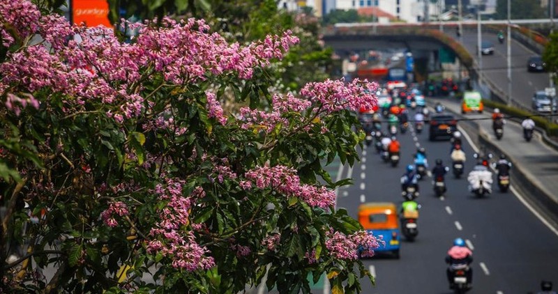 Sejumlah warga melintas diantara tanaman tabebuya yang bermekaran di Jakarta. (Detikcom/Pradita Utama)