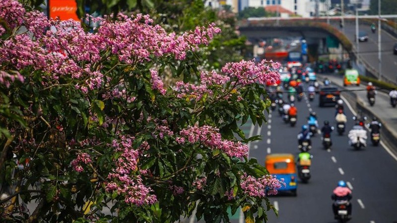 Sejumlah warga melintas diantara tanaman tabebuya yang bermekaran di Jakarta. (Detikcom/Pradita Utama)