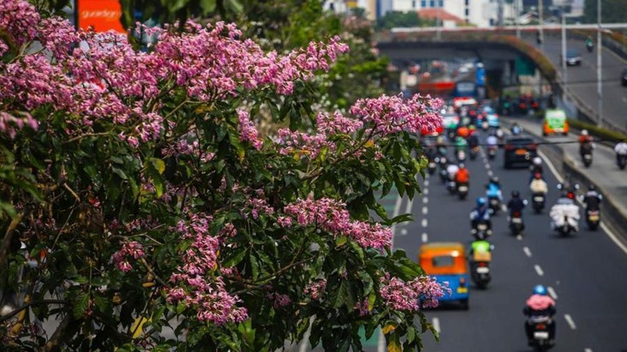 Tanaman Tabebuya Sejumlah warga melintas diantara tanaman tabebuya yang bermekaran di Jakarta. (Detikcom/Pradita Utama)