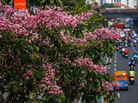 Cantiknya Tabebuya Pink, Cuaca Panas di Kramat Raya Jadi Romantis