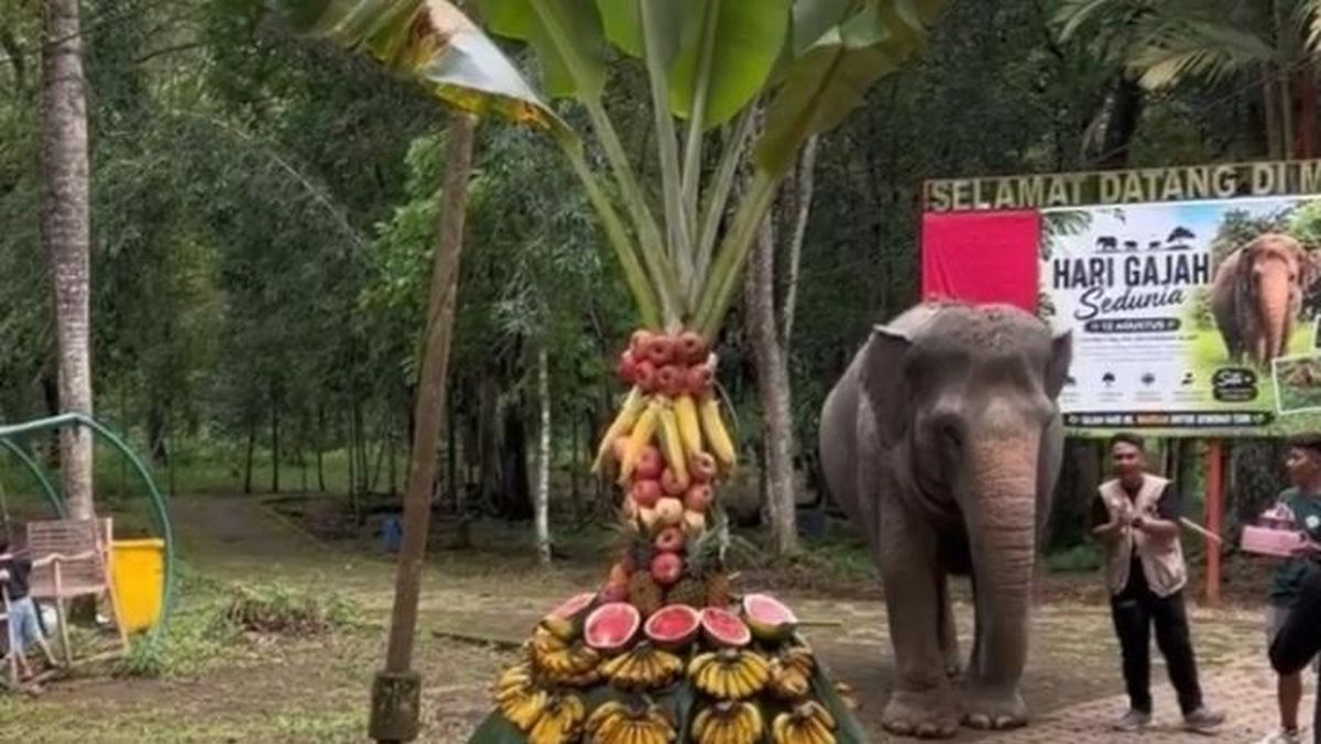Momen Siti Gajah Medan Zoo Rayakan Ultah ke-63 Pakai Buah Tumpeng