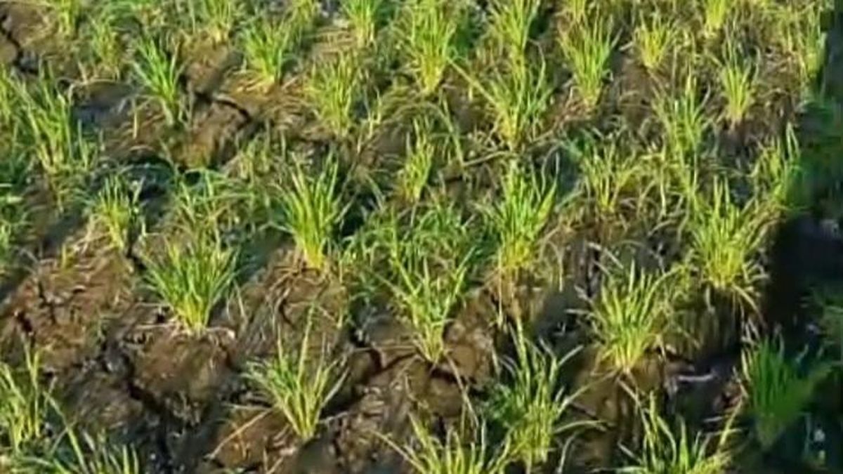 746 Hektare Sawah Kekurangan Air, Petani Tabanan Diminta Istirahatkan Lahan