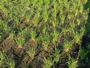 746 Hektare Sawah Kekurangan Air, Petani Tabanan Diminta Istirahatkan Lahan