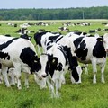 Ilustrasi sapi dilahan luas. (Thinkstock/tarczas)