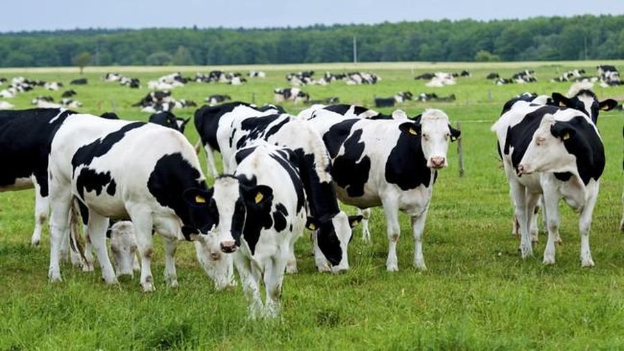 Ilustrasi sapi dilahan luas. (Thinkstock/tarczas)