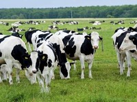 Ilustrasi sapi dilahan luas. (Thinkstock/tarczas)