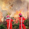 200.000 Lahan & Hutan RI Terbakar Tahun Ini