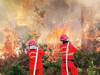 200.000 Lahan & Hutan RI Terbakar Tahun Ini