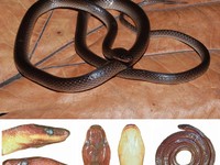 Lielaphis slashi. (Istimewa)