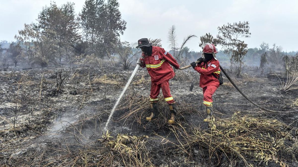 Singkong Efektif untuk Memadamkan Karhutla? Pakar Beri Jawaban Ini
