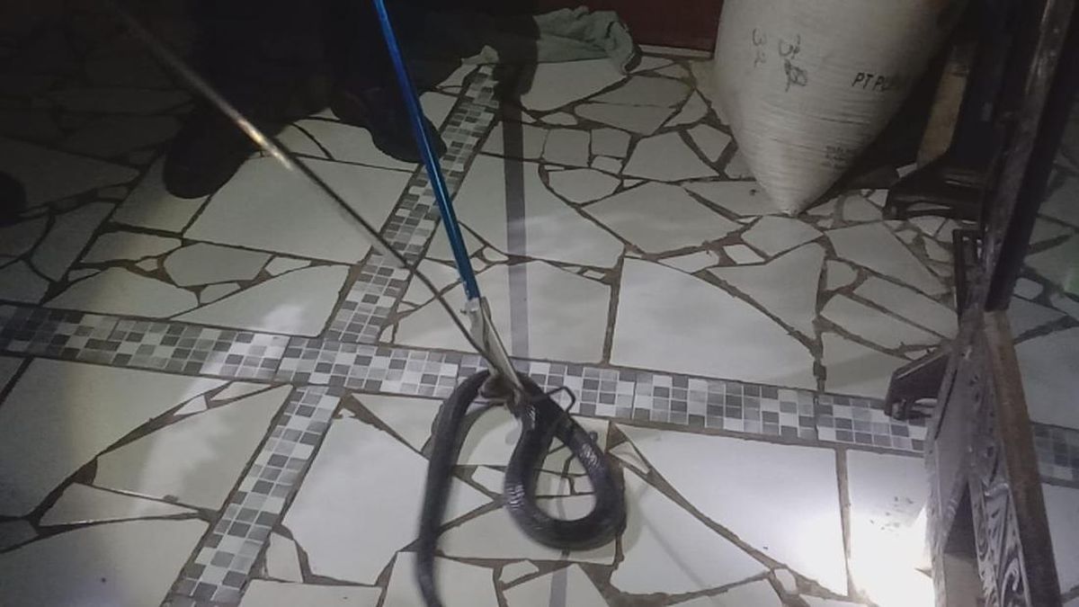 Desis Ular Kobra Jawa di Rumah Guru Ngaji Kuningan