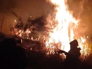10.835 Hektare Hutan dan Lahan di Jatim Terbakar hingga Agustus 2026
