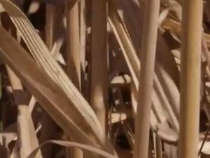 Video: Kenalin, Rumput Ini Bisa Menghangatkan Satu Desa
