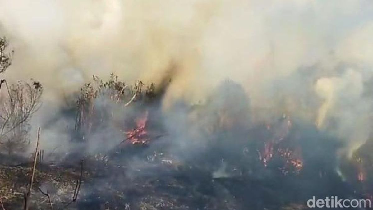 Hutan TNBTS Jalur Pendakian Semeru Terbakar