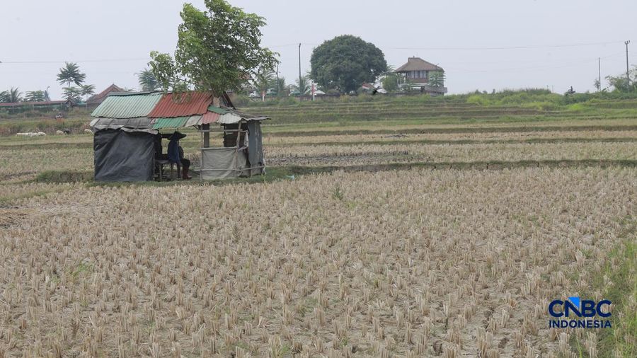 Kekeringan lahan pertanian di Jonggol, Kab Bogor, Jawa Barat, Kamis, (27/8/2026). (CNBC Indonesia/Muhammad Sabki)