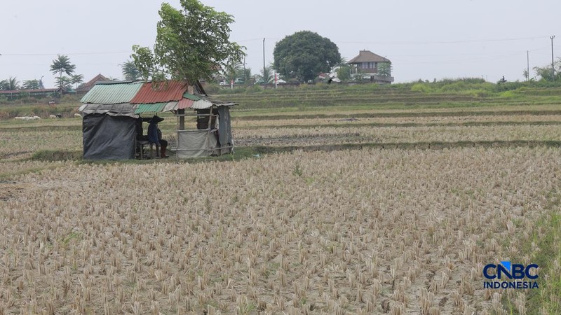 Kekeringan lahan pertanian di Jonggol, Kab Bogor, Jawa Barat, Kamis, (27/8/2026). (CNBC Indonesia/Muhammad Sabki)
