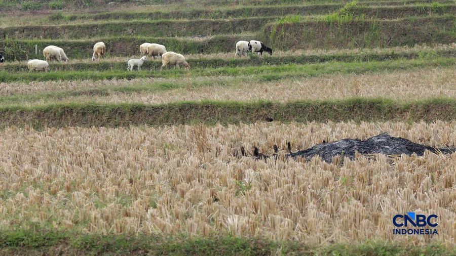 Kekeringan lahan pertanian di Jonggol, Kab Bogor, Jawa Barat, Kamis, (27/8/2026).