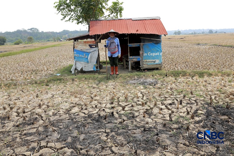 Kekeringan lahan pertanian di Jonggol, Kab Bogor, Jawa Barat, Kamis, (27/8/2026). (CNBC Indonesia/Muhammad Sabki)